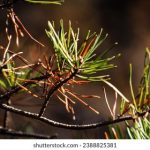 结婚晚上男生会对你做啥 5yvesr