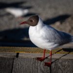 给个男人都懂的网址2019 8thygoiz