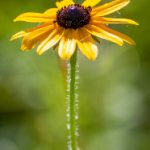 探索糖心官网Vlog:甜蜜生活的每一天 vhm7nd